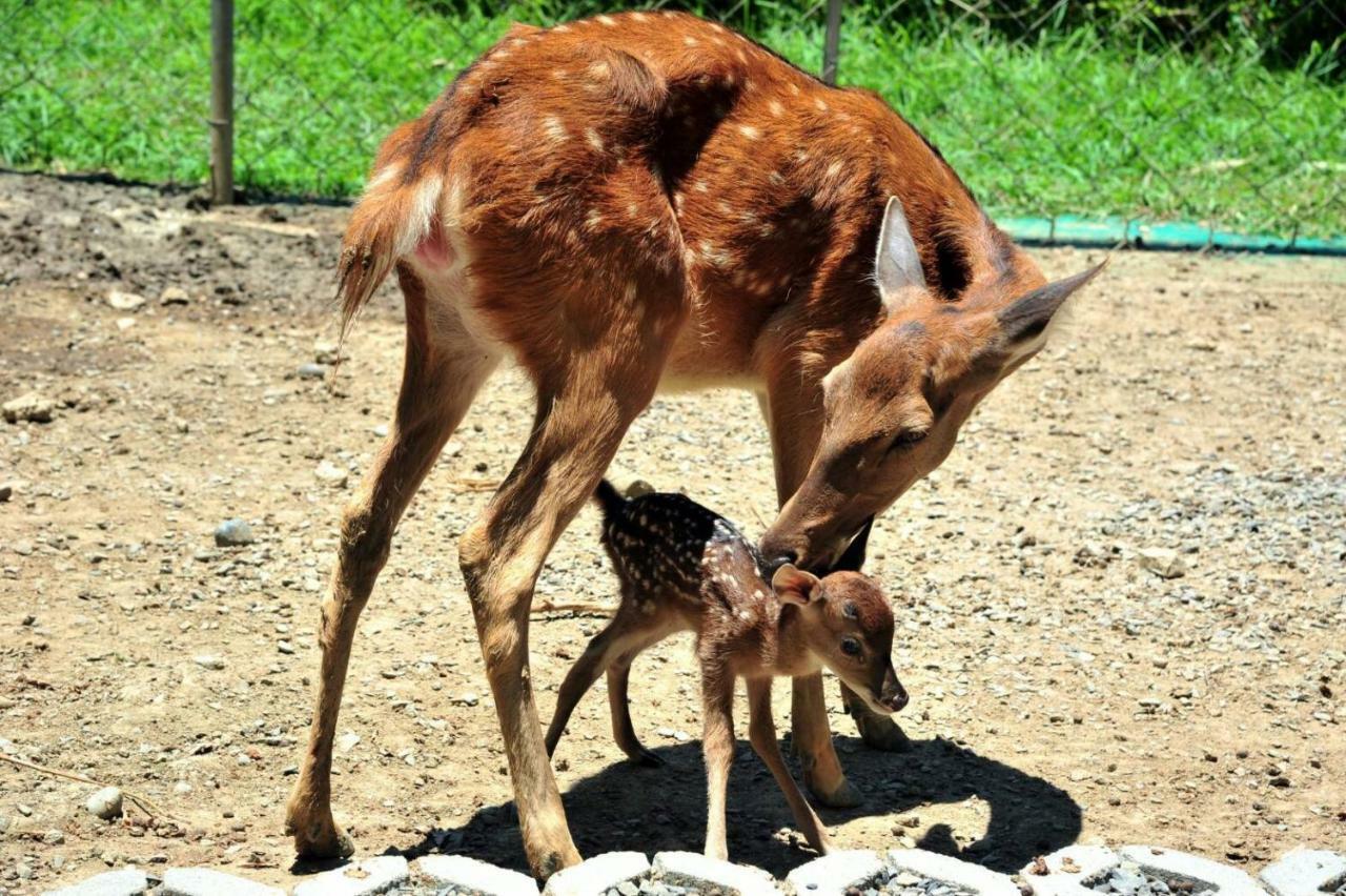 Howard Beach Resort Kenting Bagian luar foto A sambar deer with its fawn