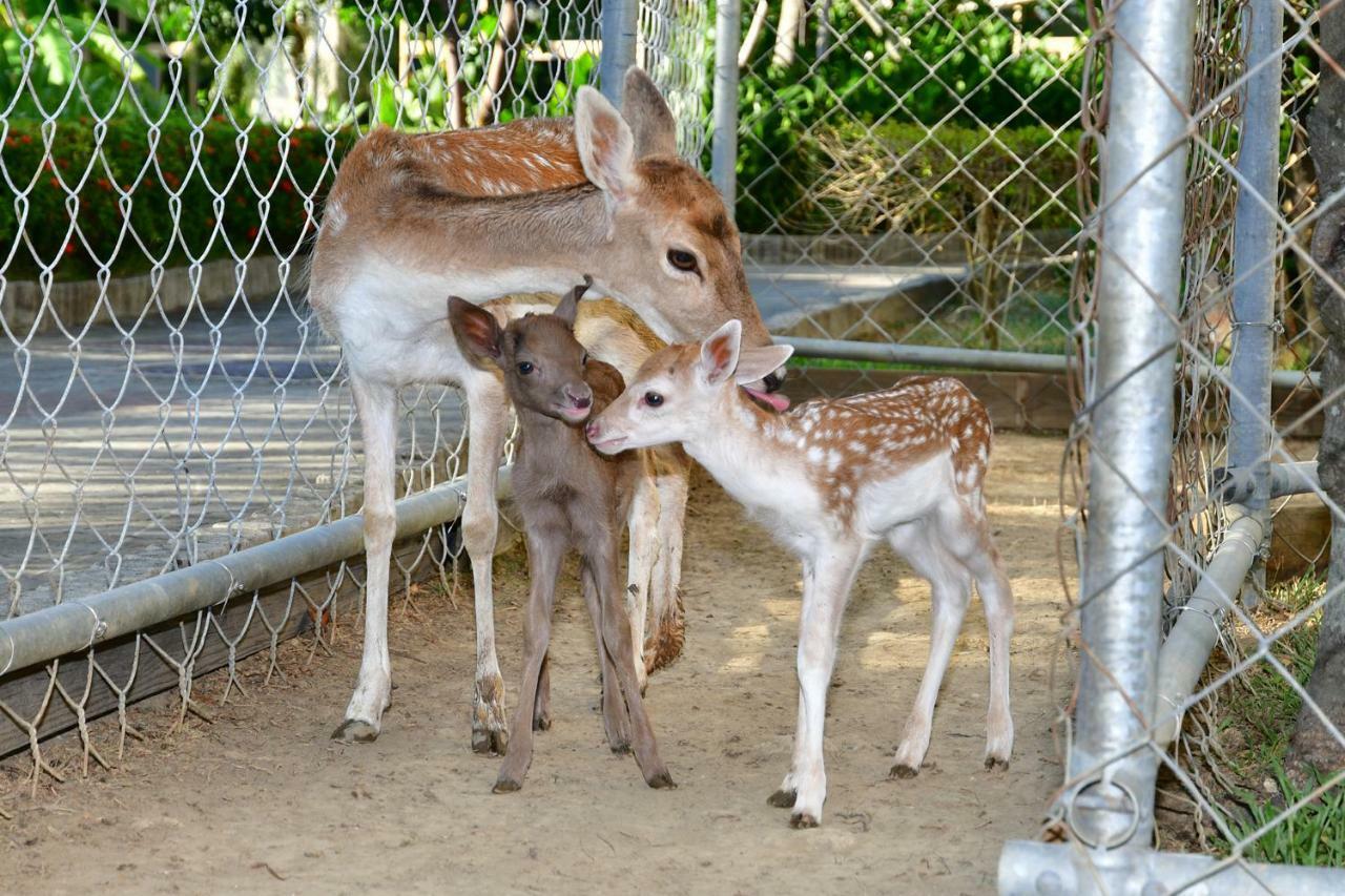 Howard Beach Resort Kenting Bagian luar foto Fallow deer