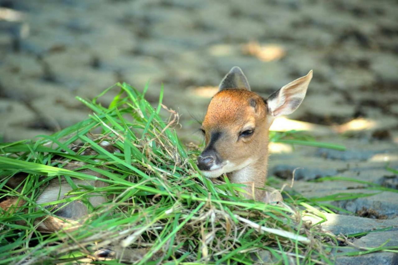 Howard Beach Resort Kenting Bagian luar foto A young bison