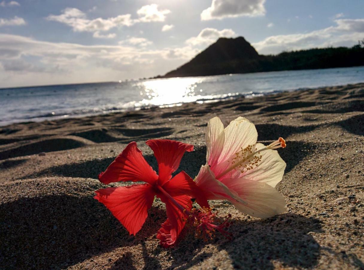 Howard Beach Resort Kenting Bagian luar foto Hibiscus flower on a beach